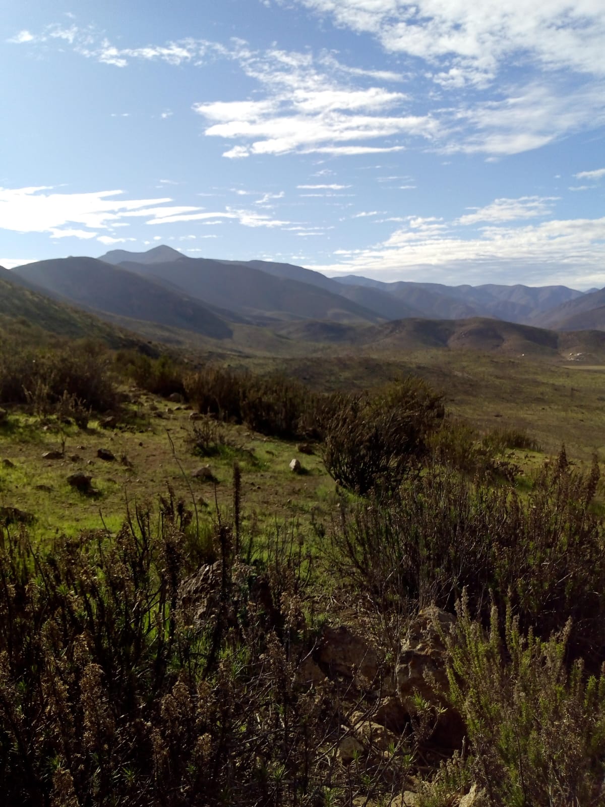 Vegetación del territorio con montañas al fondo